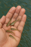 Alevins pangasius