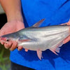 Le Pangasius