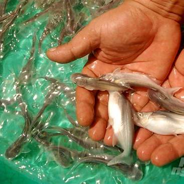 Alevins pangasius